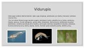 Gėlojo vandens telkinio ekosistema 15 puslapis