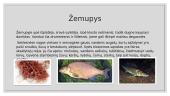 Gėlojo vandens telkinio ekosistema 16 puslapis
