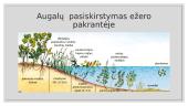 Gėlojo vandens telkinio ekosistema 5 puslapis