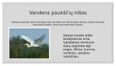 Gėlojo vandens telkinio ekosistema 8 puslapis