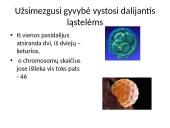 Kaip perduodama paveldima informacija  11 puslapis