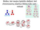 Kaip perduodama paveldima informacija  12 puslapis