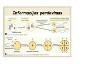 Kaip perduodama paveldima informacija  13 puslapis