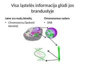 Kaip perduodama paveldima informacija  4 puslapis