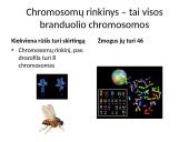 Kaip perduodama paveldima informacija  5 puslapis