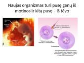 Kaip perduodama paveldima informacija  10 puslapis