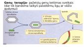 Skaidrės. Genų inžinerija 12 puslapis