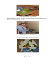 Įdaryti kiaušiniai su krevetėmis šv. Velykų stalui. Technologijų brandos egzamino darbo aprašas 16 puslapis