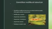 Kukurūzų genetinės modifikacijos 4 puslapis