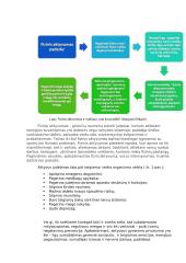 Sveikatos ir fizinio pasirengimo principai 2 puslapis