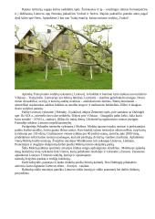 Kelionė automobiliu 3 puslapis