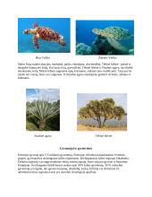 Eritrėja - Afrikos valstybės aprašas 5 puslapis