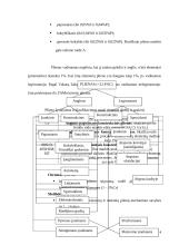 Konstrukcinės medžiagos: plienas 3 puslapis
