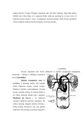 Kraujo tekėjimas organizme. Kraujotakos organai 2 puslapis