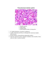 Audinių anatomijos konspektas 2 puslapis