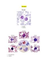 Audinių anatomijos konspektas 11 puslapis