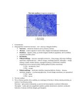 Audinių anatomijos konspektas 17 puslapis