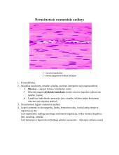 Audinių anatomijos konspektas 19 puslapis