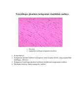 Audinių anatomijos konspektas 8 puslapis