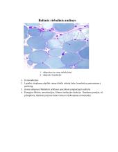 Audinių anatomijos konspektas 9 puslapis