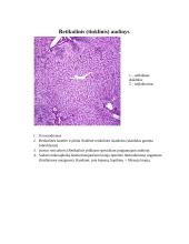 Audinių anatomijos konspektas 10 puslapis