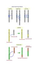 Genetika. Konspektas 13 puslapis