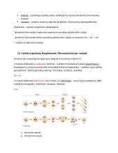 Genetika. Konspektas 8 puslapis