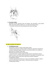 Kineziterapijos specialieji testai 11 puslapis