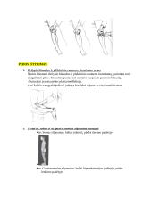 Kineziterapijos specialieji testai 19 puslapis