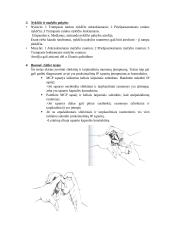 Kineziterapijos specialieji testai 5 puslapis