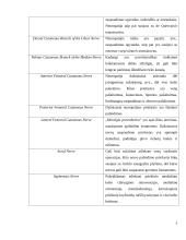 Skausminiai sindromai: odos nervo suspaudimo sindromas. Genitofemoralinė neuralgija. Fantominis skausmas 4 puslapis