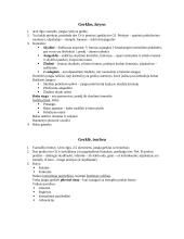 Organų anatomijos konspektas 15 puslapis