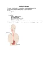 Organų anatomijos konspektas 6 puslapis