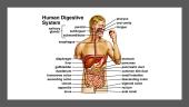 Digestive system 5 puslapis