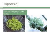 Skaidrės. Kerpės 2 puslapis