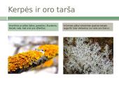 Skaidrės. Kerpės 4 puslapis