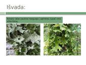 Skaidrės. Kerpės 5 puslapis