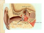 Jutimo organai: nosis, liežuvis, ausis, akis, oda  12 puslapis