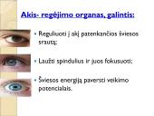 Jutimo organai: nosis, liežuvis, ausis, akis, oda  13 puslapis