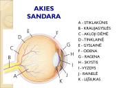 Jutimo organai: nosis, liežuvis, ausis, akis, oda  15 puslapis