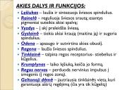 Jutimo organai: nosis, liežuvis, ausis, akis, oda  16 puslapis