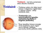 Jutimo organai: nosis, liežuvis, ausis, akis, oda  18 puslapis