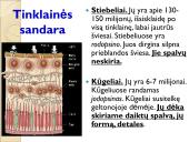 Jutimo organai: nosis, liežuvis, ausis, akis, oda  19 puslapis
