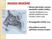 Jutimo organai: nosis, liežuvis, ausis, akis, oda  4 puslapis