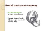 Jutimo organai: nosis, liežuvis, ausis, akis, oda  7 puslapis