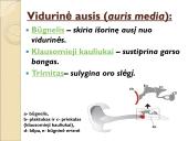 Jutimo organai: nosis, liežuvis, ausis, akis, oda  8 puslapis