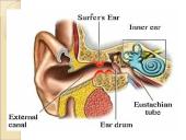 Jutimo organai: nosis, liežuvis, ausis, akis, oda  10 puslapis