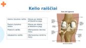 Kelio sąnarys 3 puslapis