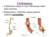 Virškinimo reikšmė. Virškinimo fermentai 4 puslapis
