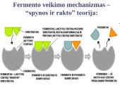 Virškinimo reikšmė. Virškinimo fermentai 8 puslapis
